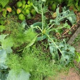 BroccoliRaupenfrass 2026-07-01 11.06.